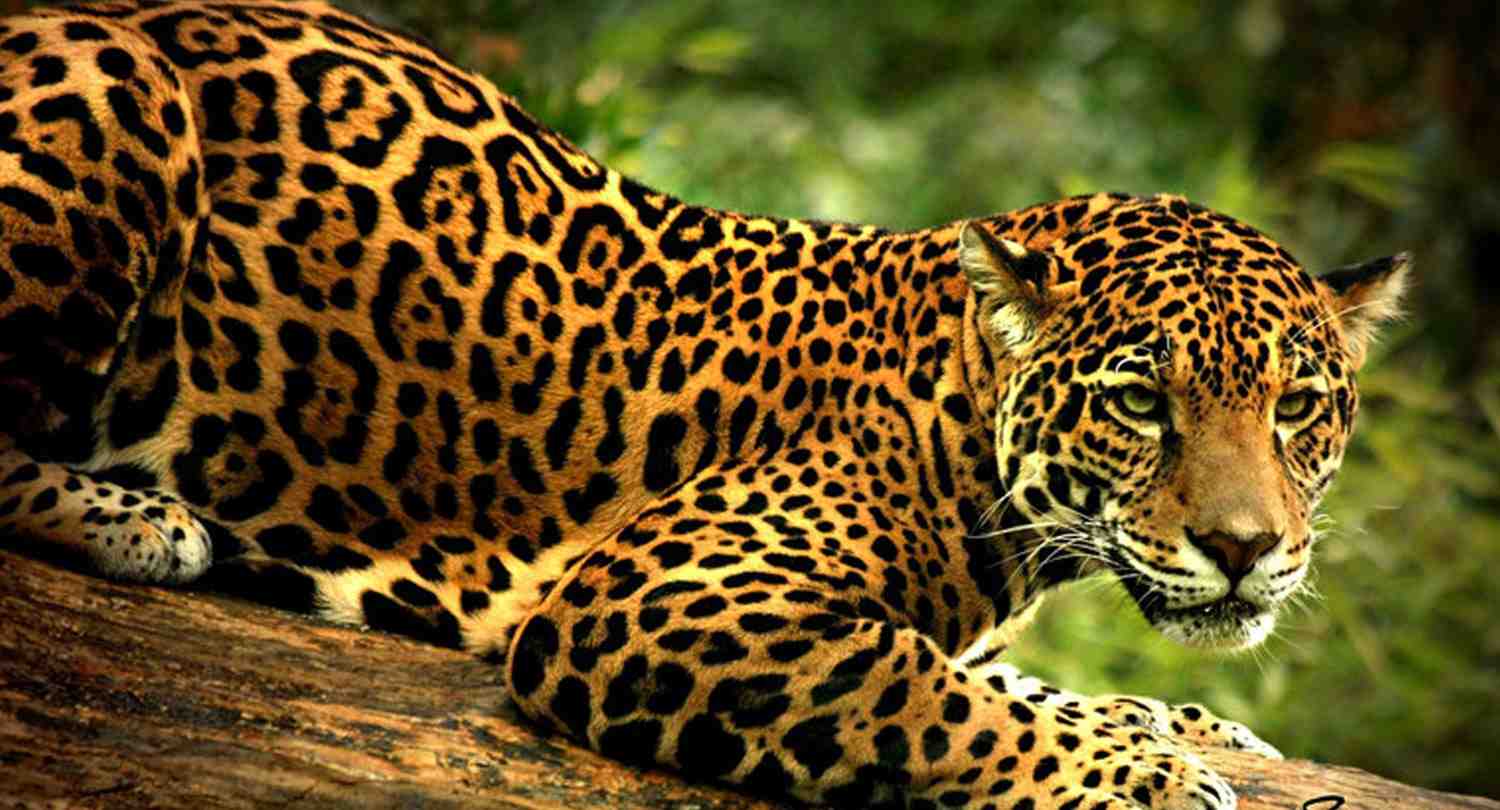 Foto Jaguar