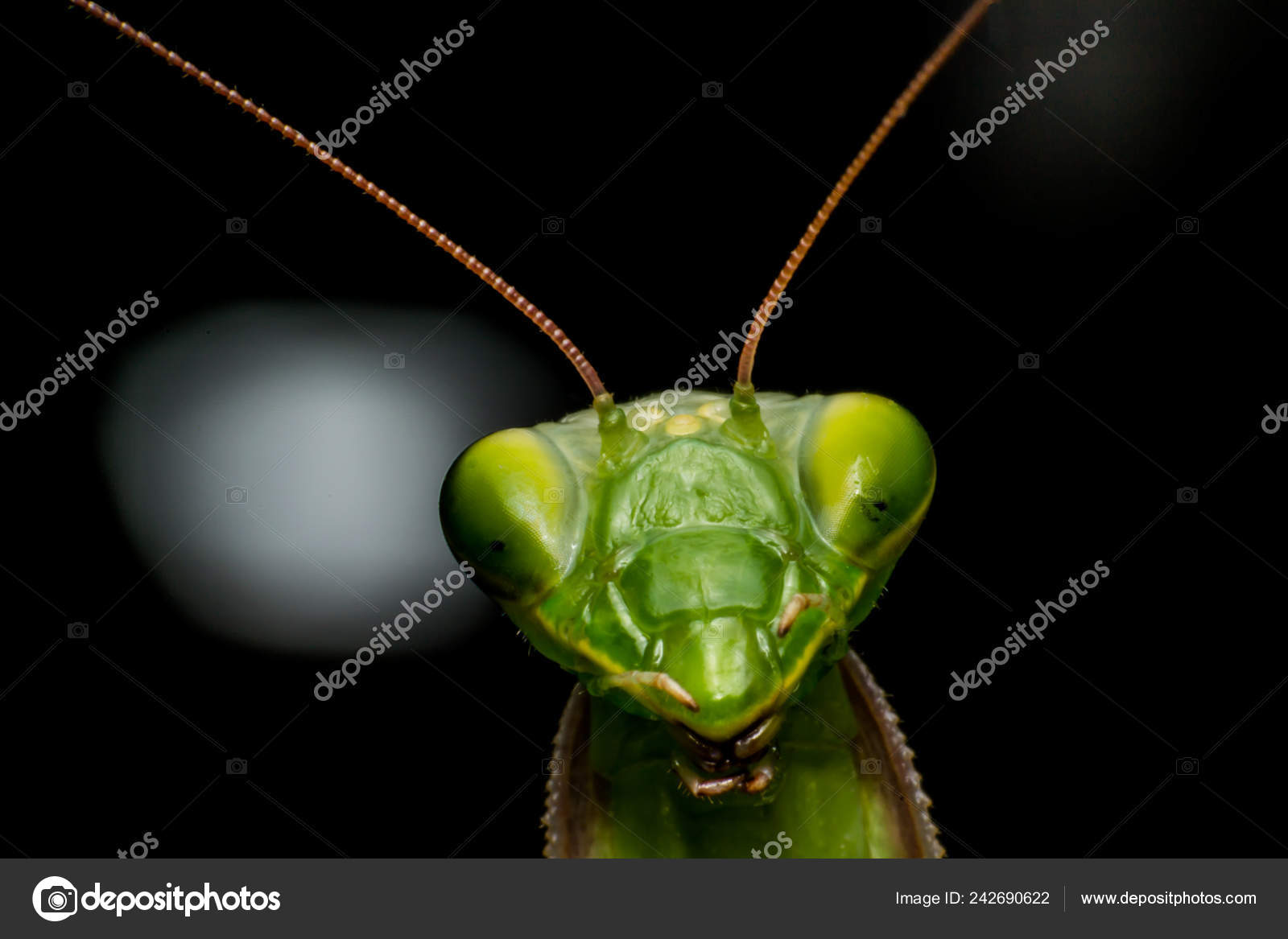 Foto Mantis